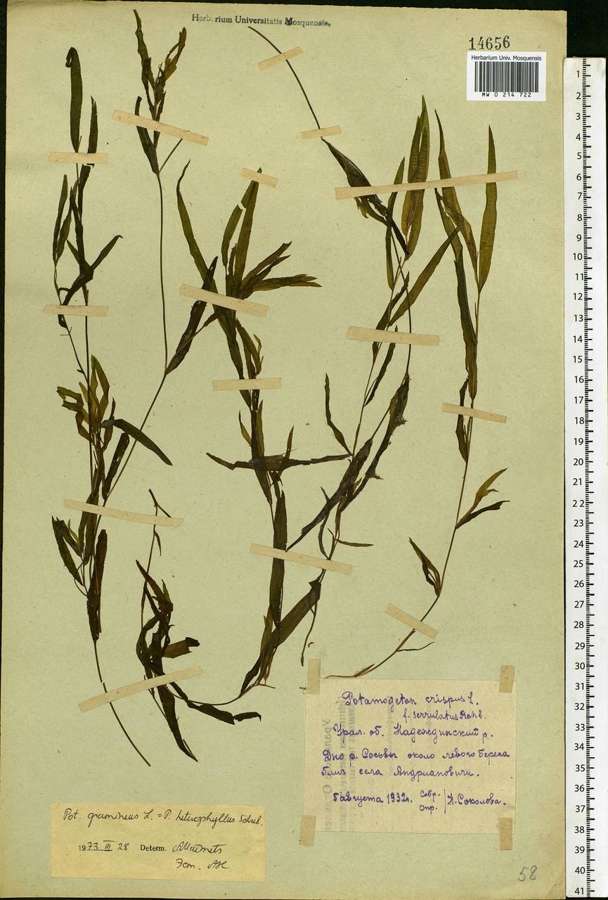 Potamogeton gramineus L., Eastern Europe, Eastern region (E10) (Russia)