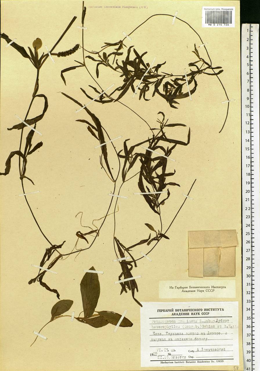 Potamogeton gramineus L., Eastern Europe, North Ukrainian region (E11) (Ukraine)