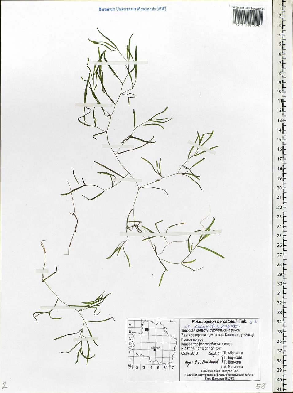 Potamogeton berchtoldii subsp. berchtoldii, Eastern Europe, North-Western region (E2) (Russia)