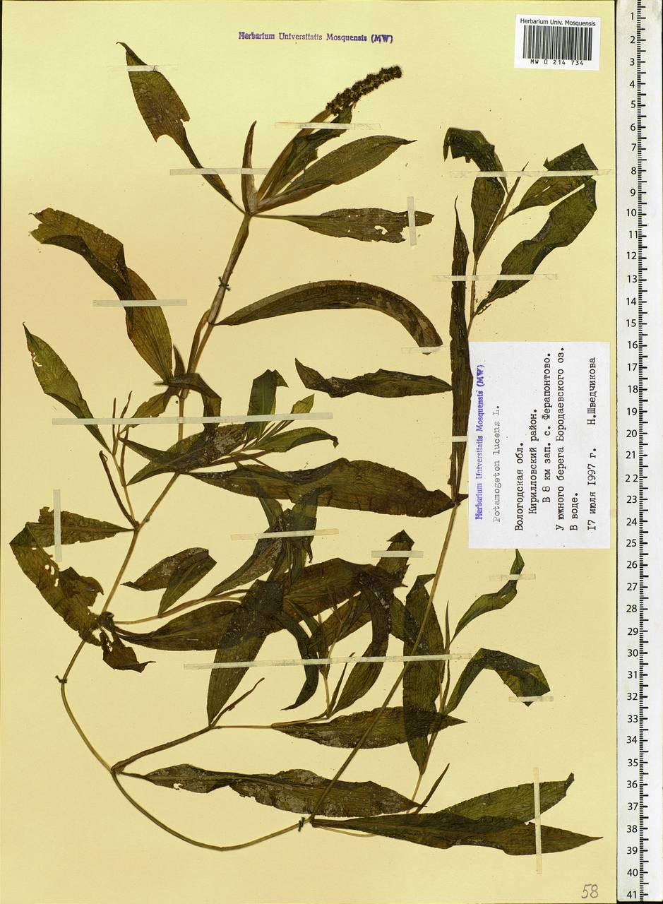 Potamogeton lucens L., Eastern Europe, Northern region (E1) (Russia)