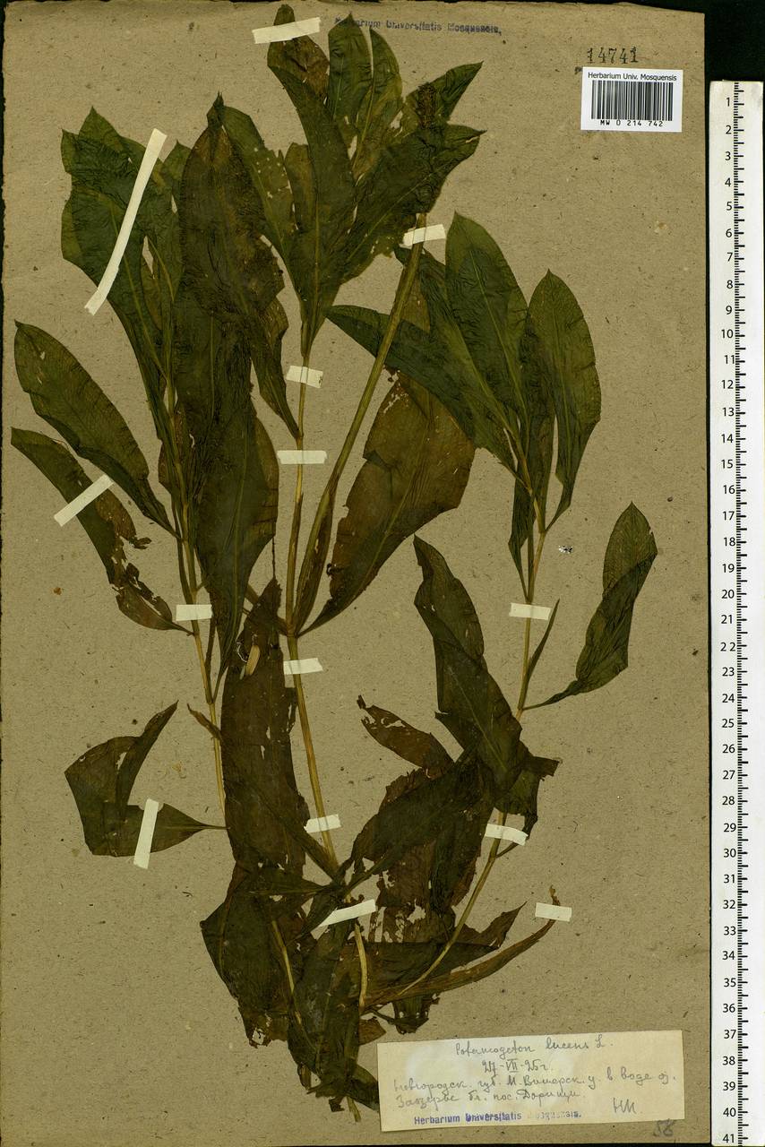 Potamogeton lucens L., Eastern Europe, North-Western region (E2) (Russia)