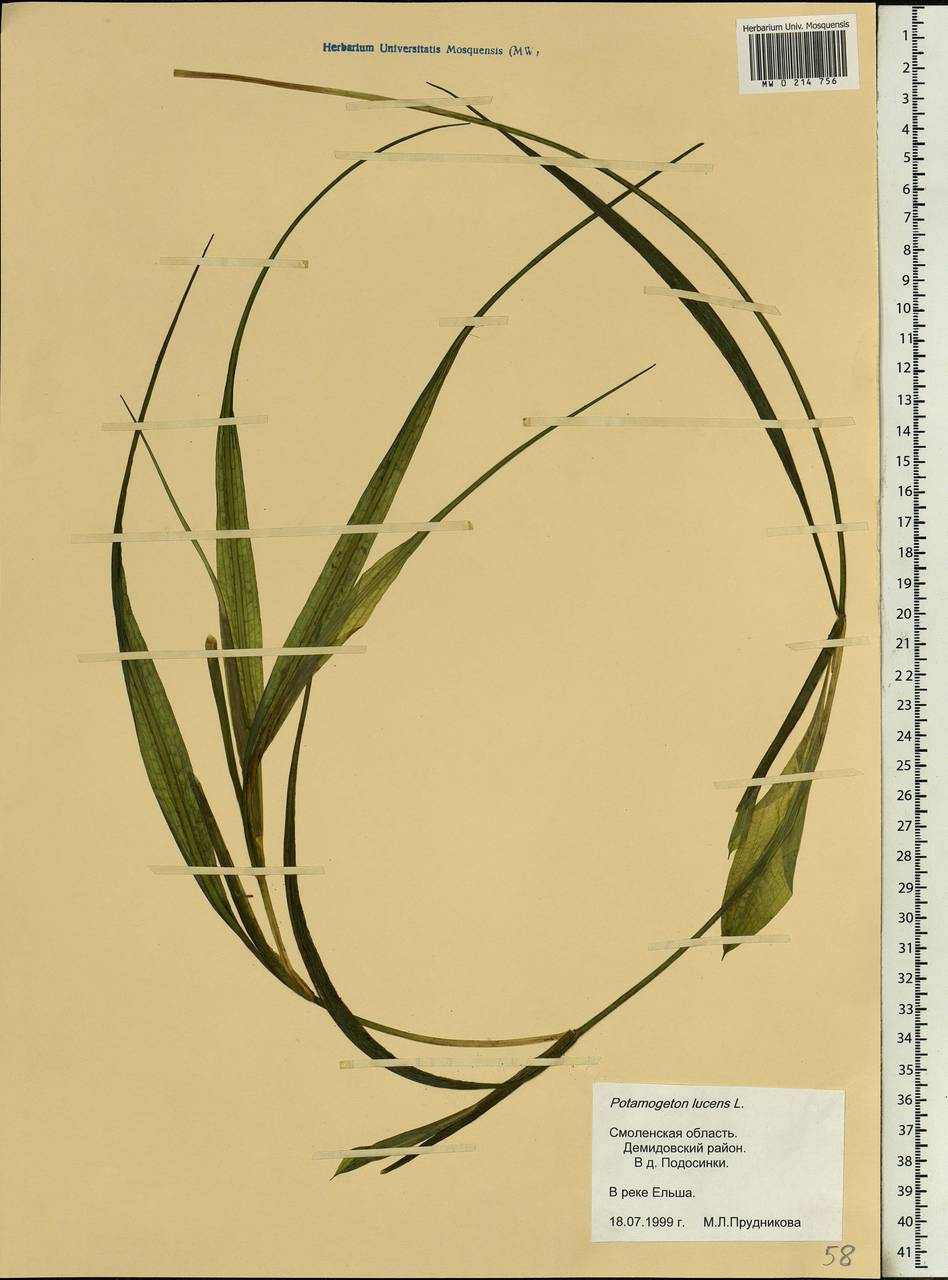 Potamogeton lucens L., Eastern Europe, Western region (E3) (Russia)