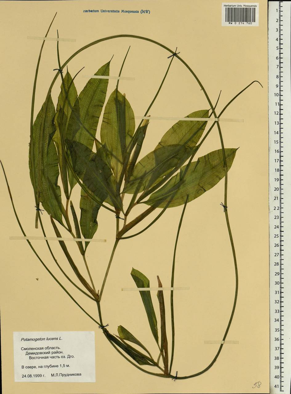 Potamogeton lucens L., Eastern Europe, Western region (E3) (Russia)