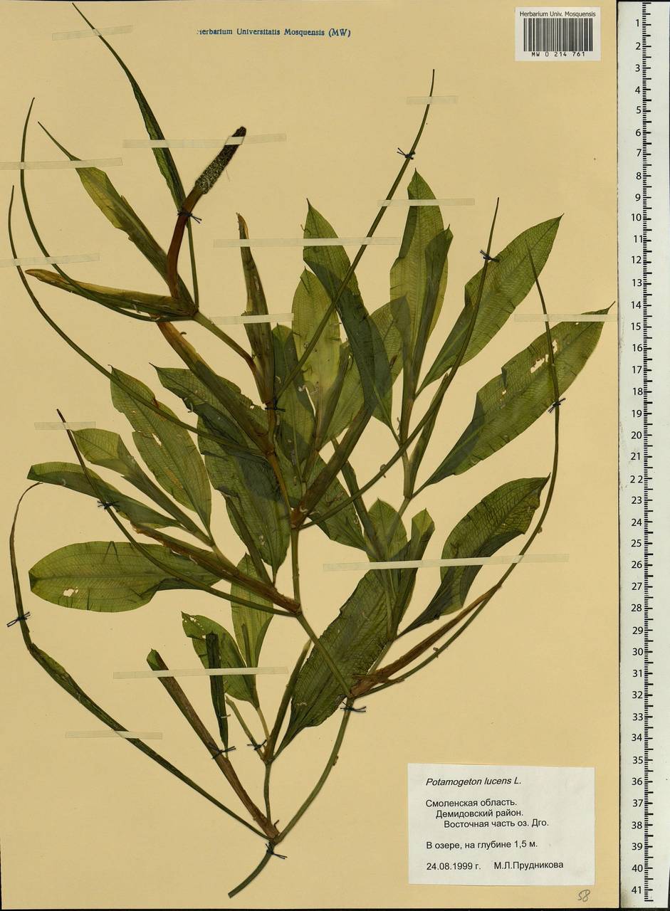 Potamogeton lucens L., Eastern Europe, Western region (E3) (Russia)