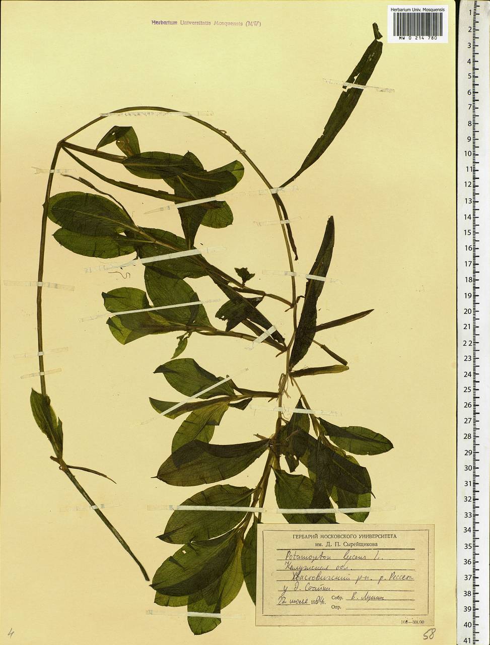 Potamogeton lucens L., Eastern Europe, Central region (E4) (Russia)