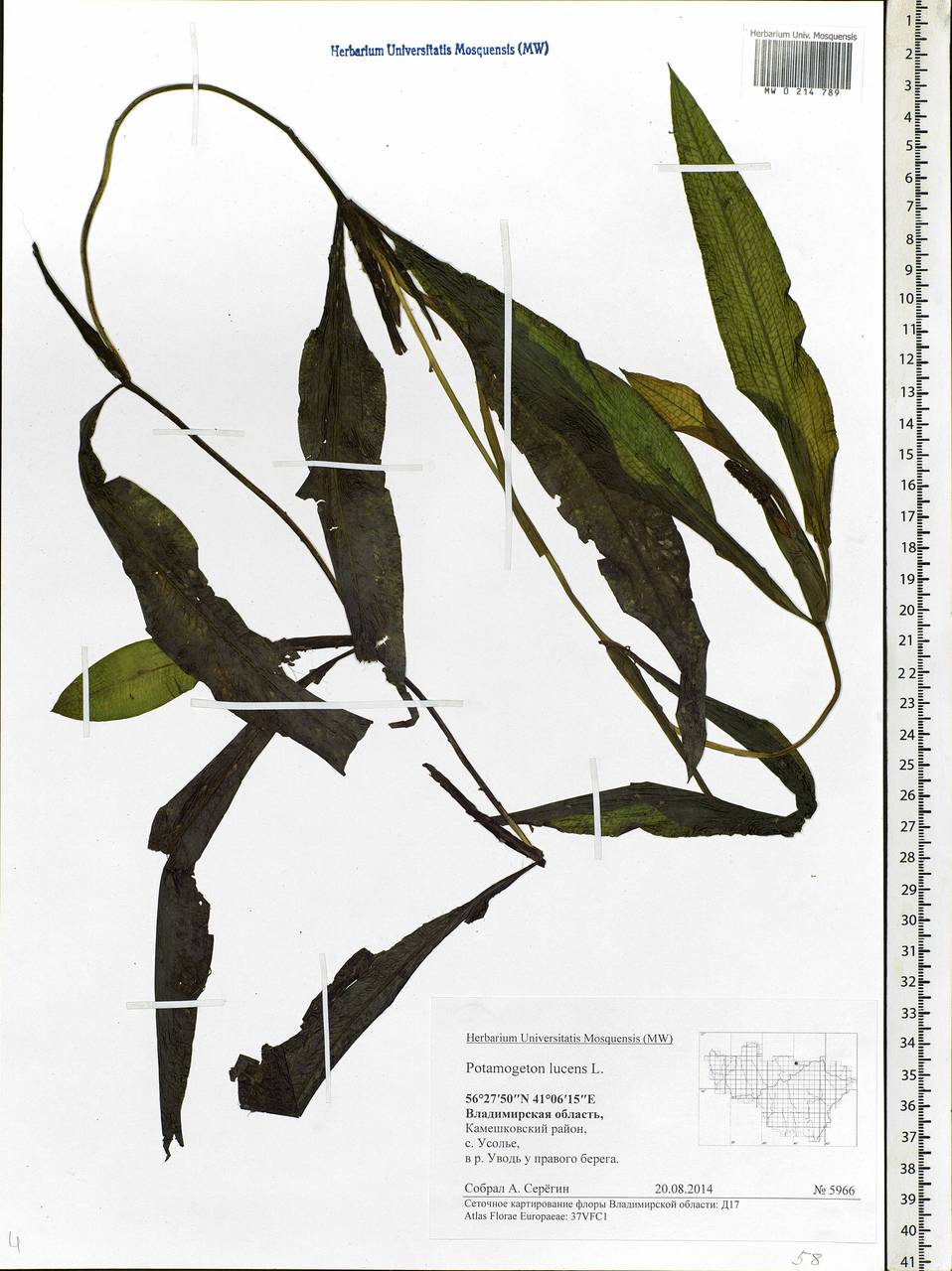 Potamogeton lucens L., Eastern Europe, Central region (E4) (Russia)