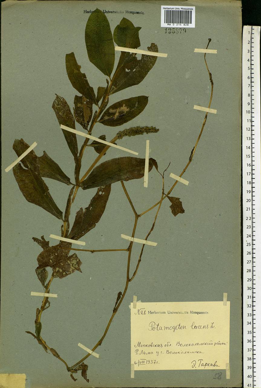 Potamogeton lucens L., Eastern Europe, Moscow region (E4a) (Russia)