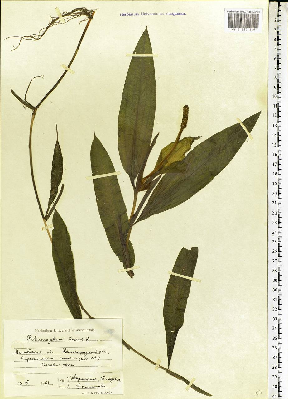 Potamogeton lucens L., Eastern Europe, Moscow region (E4a) (Russia)