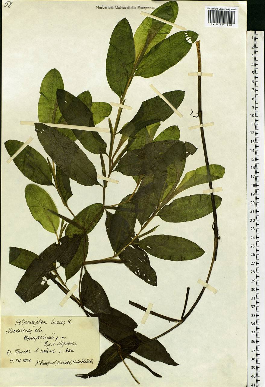 Potamogeton lucens L., Eastern Europe, Moscow region (E4a) (Russia)