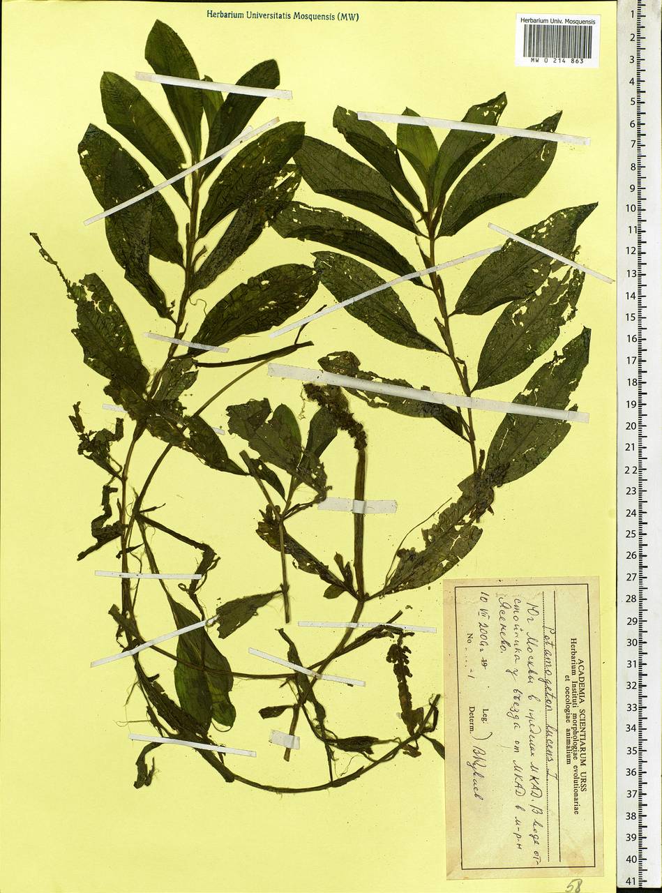 Potamogeton lucens L., Eastern Europe, Moscow region (E4a) (Russia)