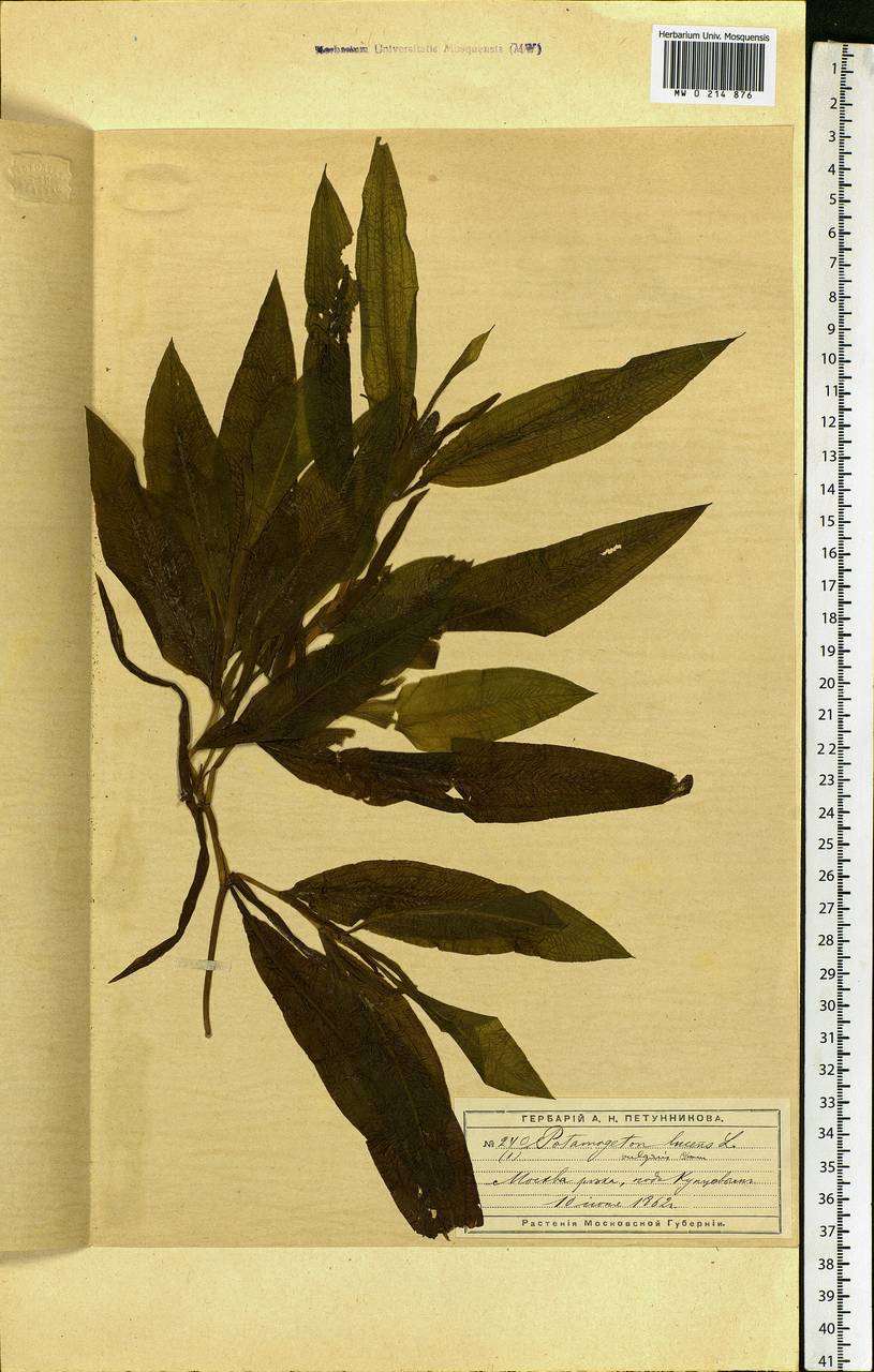Potamogeton lucens L., Eastern Europe, Moscow region (E4a) (Russia)