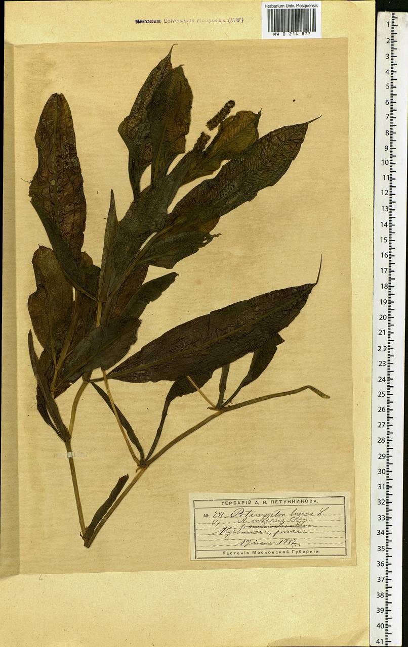 Potamogeton lucens L., Eastern Europe, Moscow region (E4a) (Russia)