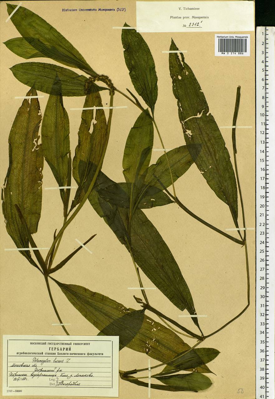 Potamogeton lucens L., Eastern Europe, Moscow region (E4a) (Russia)