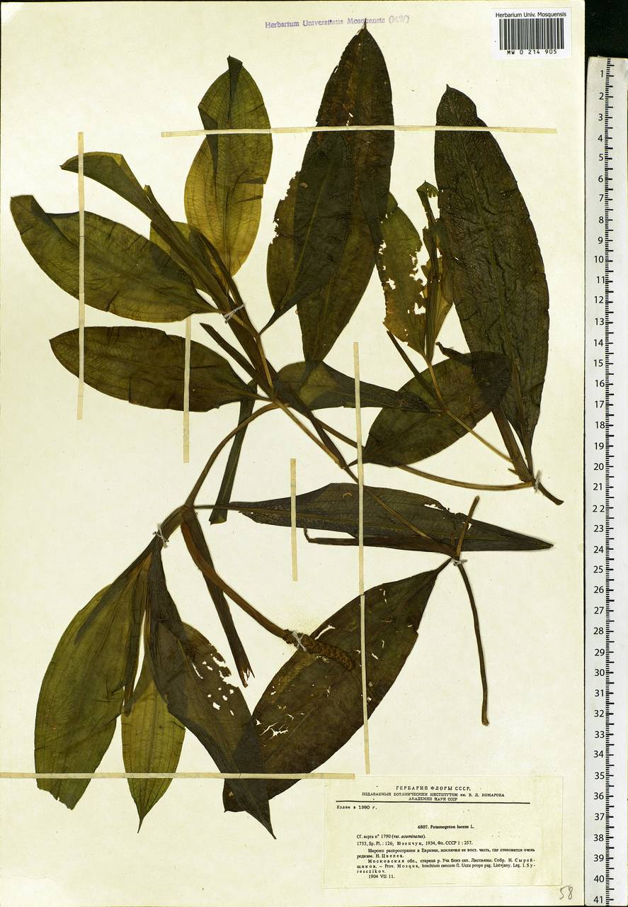 Potamogeton lucens L., Eastern Europe, Moscow region (E4a) (Russia)