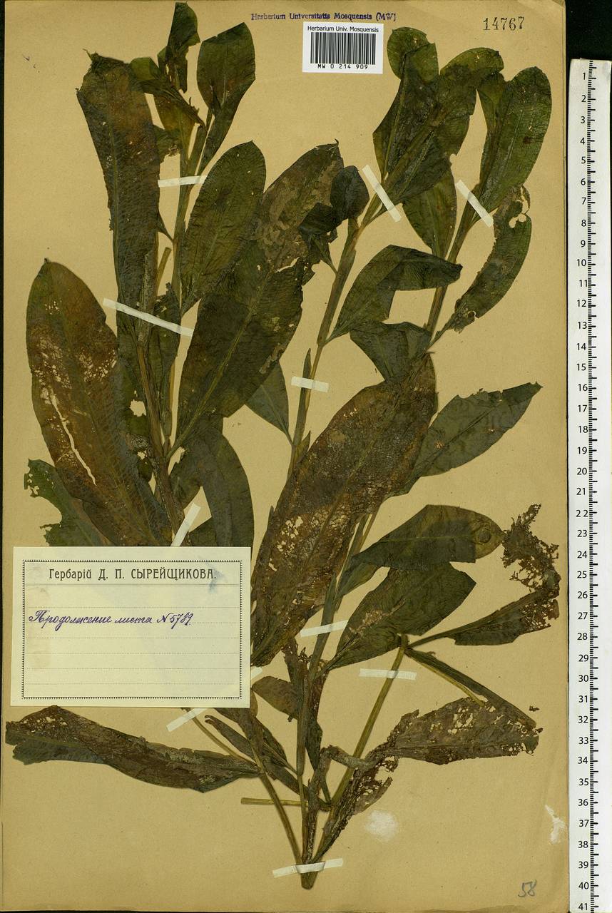 Potamogeton lucens L., Eastern Europe, Moscow region (E4a) (Russia)