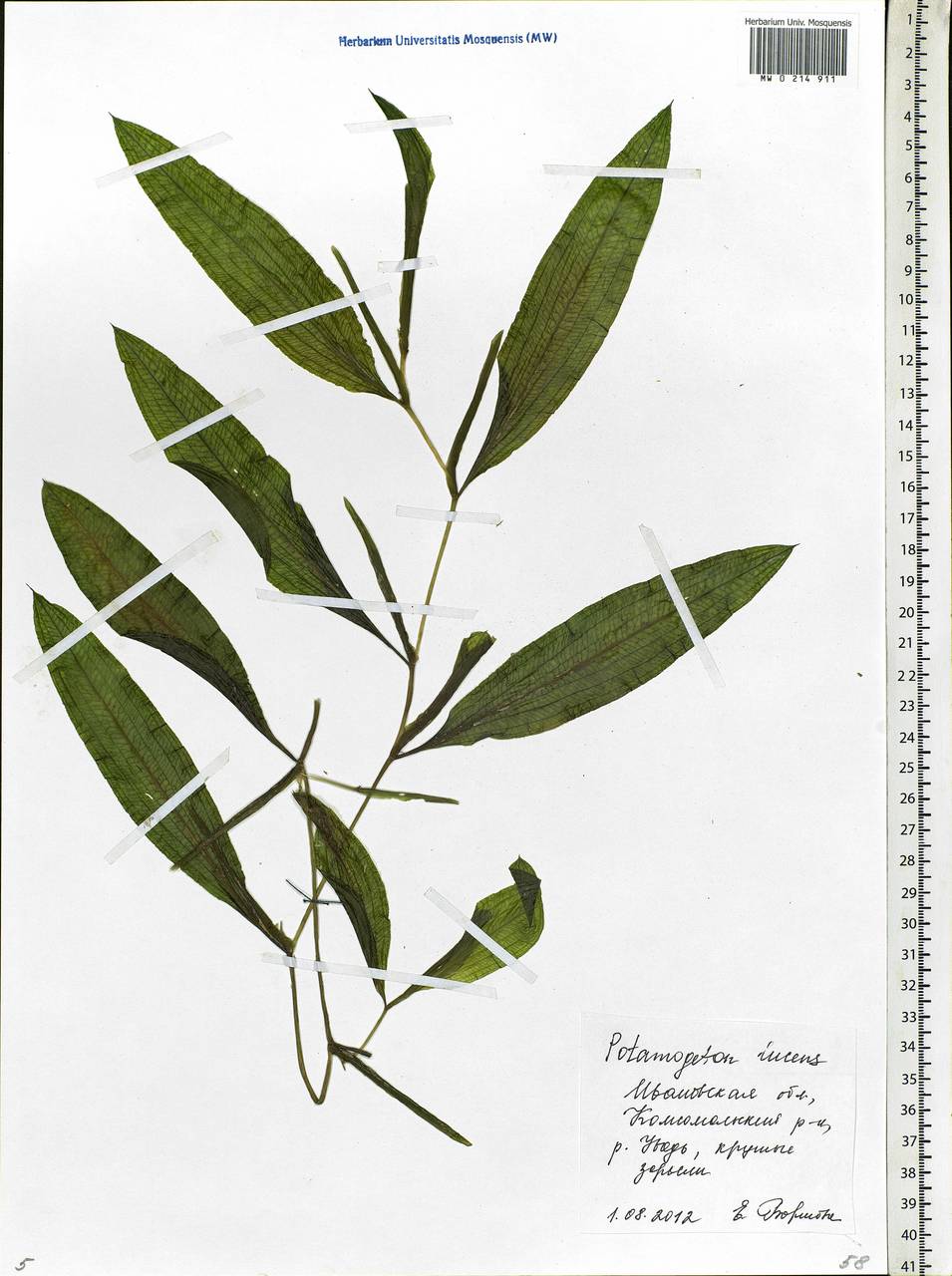 Potamogeton lucens L., Eastern Europe, Central forest region (E5) (Russia)