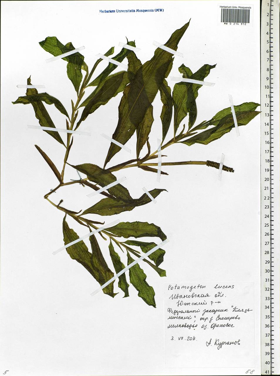 Potamogeton lucens L., Eastern Europe, Central forest region (E5) (Russia)