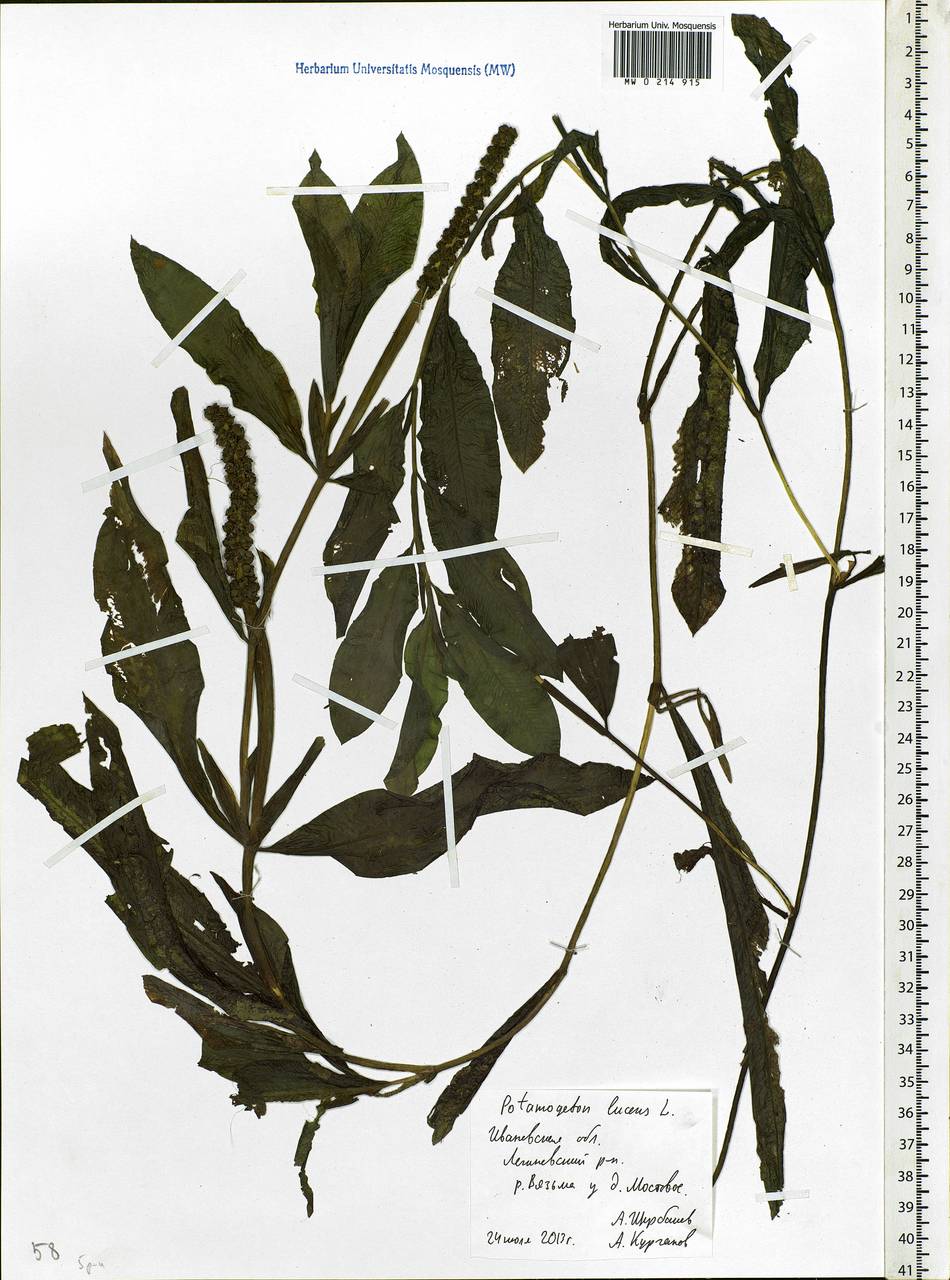 Potamogeton lucens L., Eastern Europe, Central forest region (E5) (Russia)