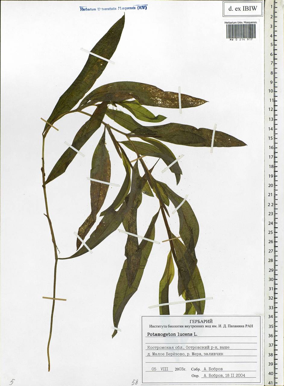 Potamogeton lucens L., Eastern Europe, Central forest region (E5) (Russia)