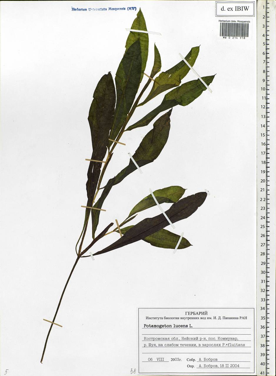 Potamogeton lucens L., Eastern Europe, Central forest region (E5) (Russia)