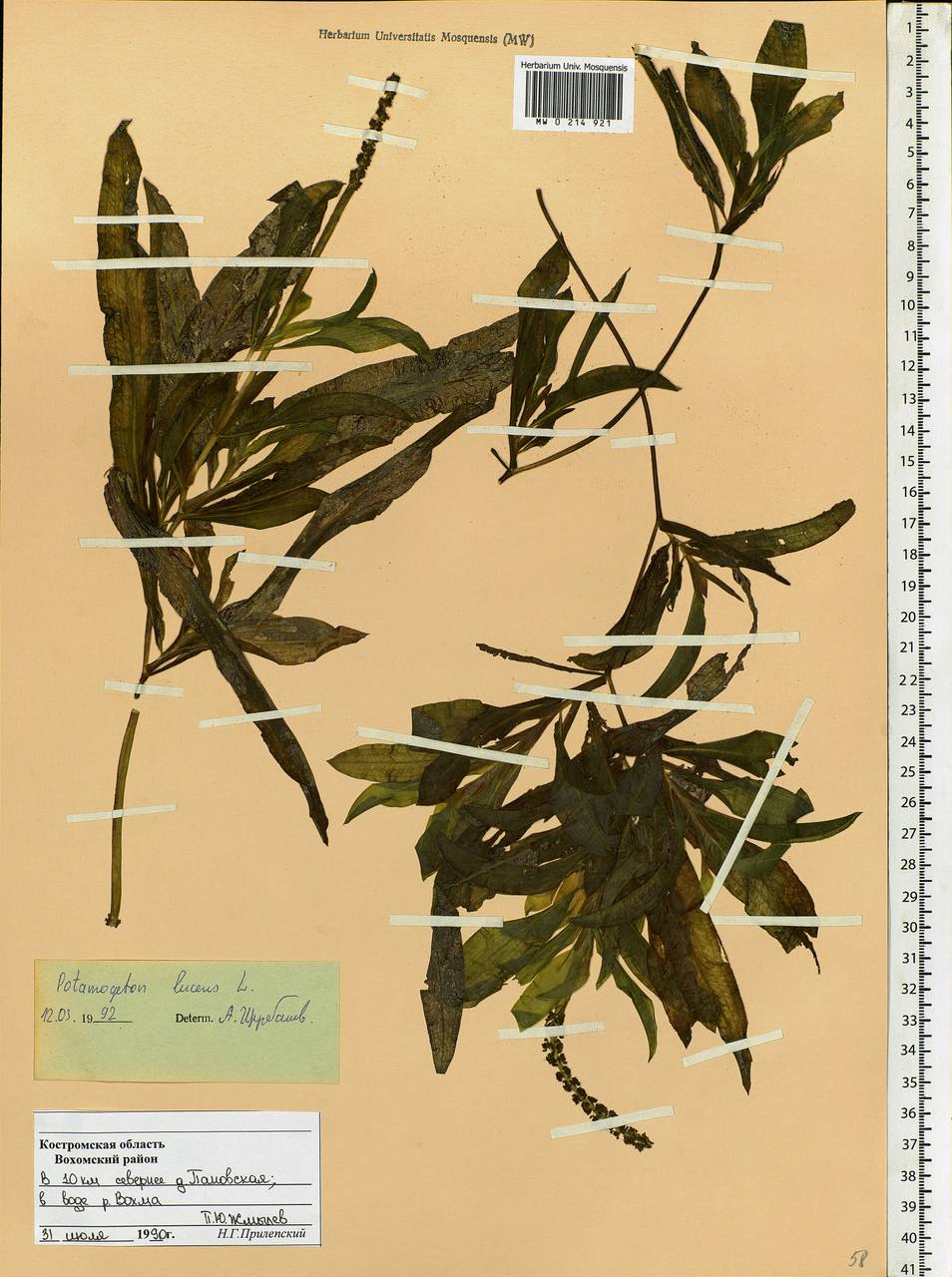 Potamogeton lucens L., Eastern Europe, Central forest region (E5) (Russia)