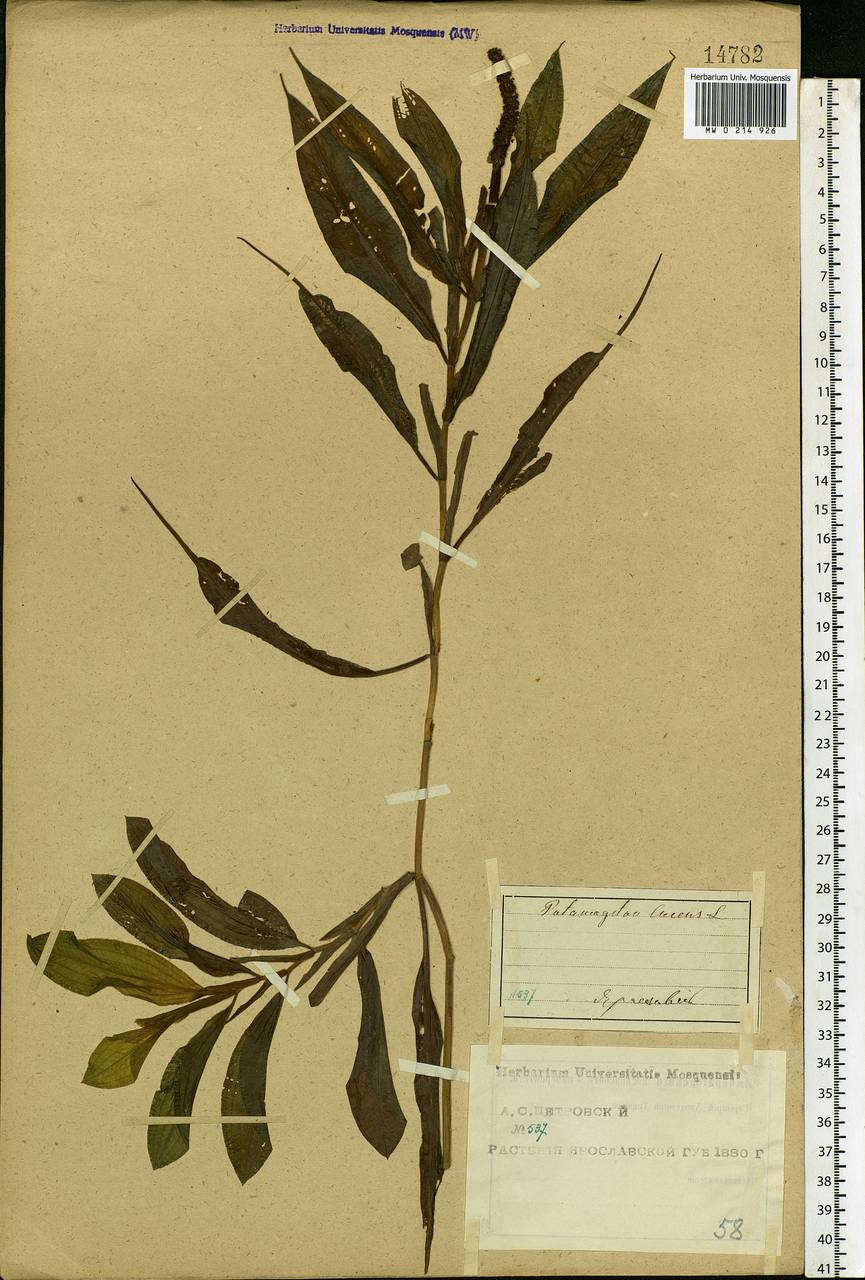 Potamogeton lucens L., Eastern Europe, Central forest region (E5) (Russia)