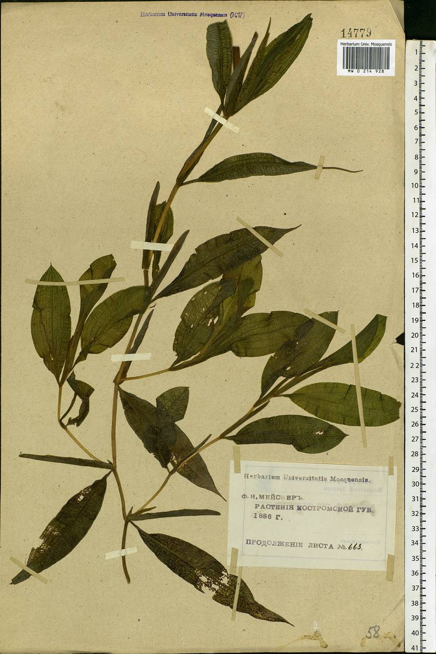 Potamogeton lucens L., Eastern Europe, Central forest region (E5) (Russia)