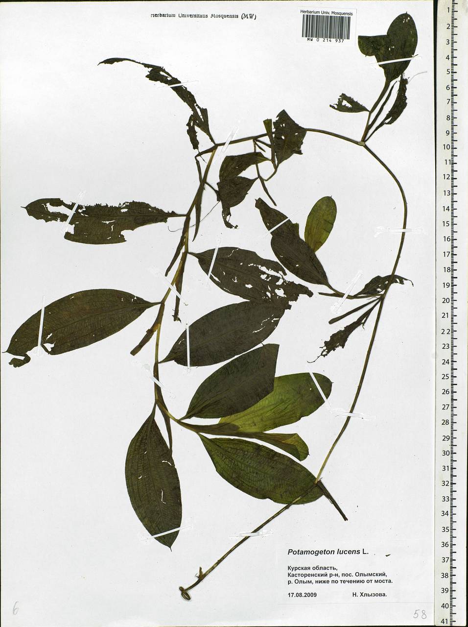Potamogeton lucens L., Eastern Europe, Central forest-and-steppe region (E6) (Russia)
