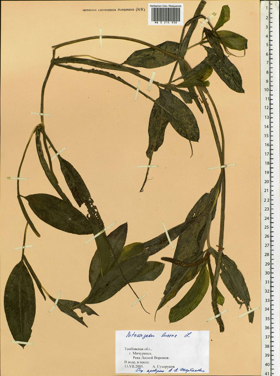 Potamogeton lucens L., Eastern Europe, Central forest-and-steppe region (E6) (Russia)