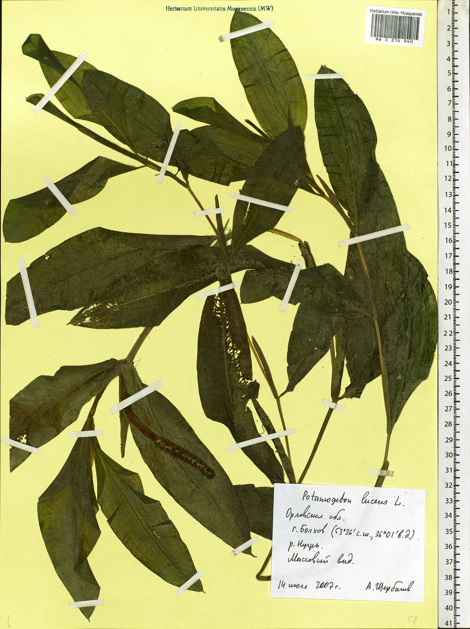 Potamogeton lucens L., Eastern Europe, Central forest-and-steppe region (E6) (Russia)