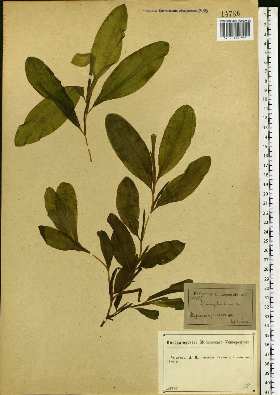 Potamogeton lucens L., Eastern Europe, Central forest-and-steppe region (E6) (Russia)