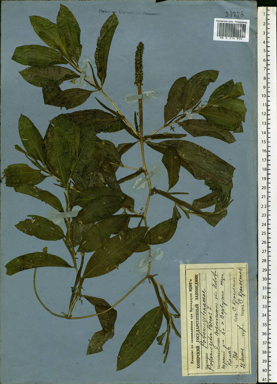 Potamogeton lucens L., Eastern Europe, Central forest-and-steppe region (E6) (Russia)