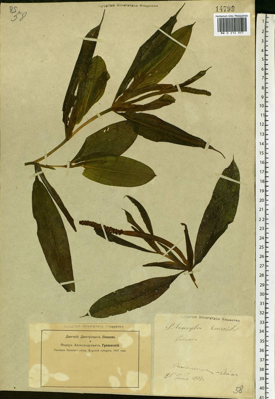 Potamogeton lucens L., Eastern Europe, Central forest-and-steppe region (E6) (Russia)