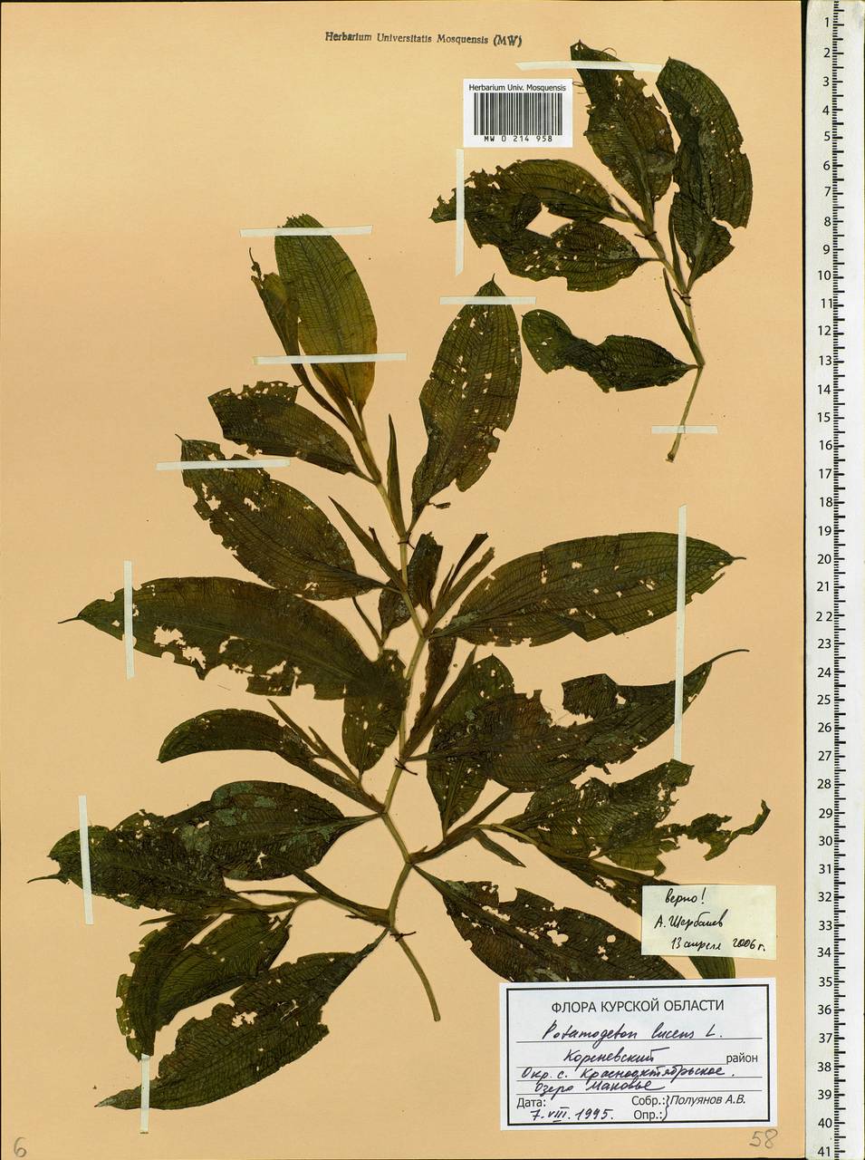 Potamogeton lucens L., Eastern Europe, Central forest-and-steppe region (E6) (Russia)