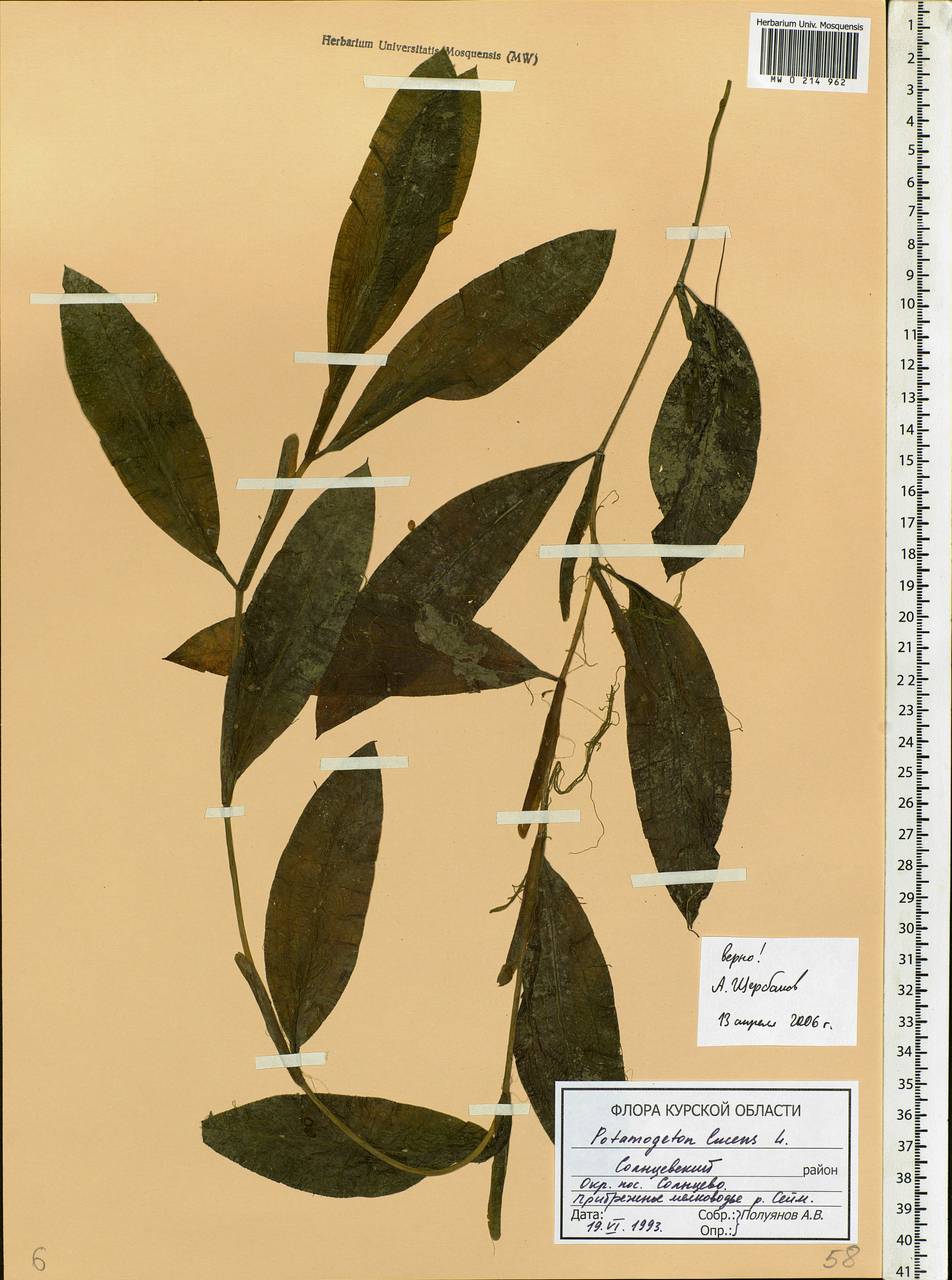 Potamogeton lucens L., Eastern Europe, Central forest-and-steppe region (E6) (Russia)