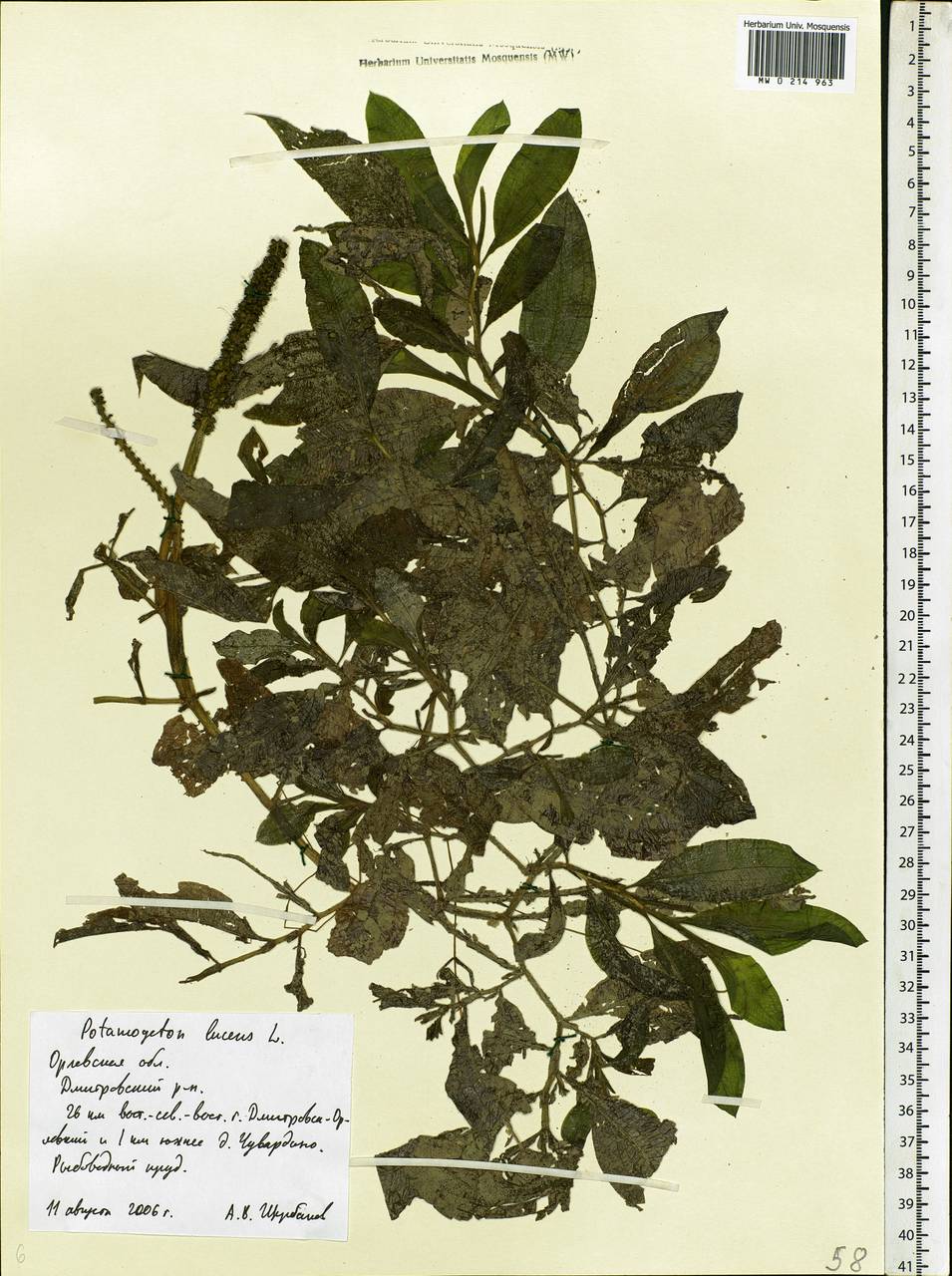 Potamogeton lucens L., Eastern Europe, Central forest-and-steppe region (E6) (Russia)