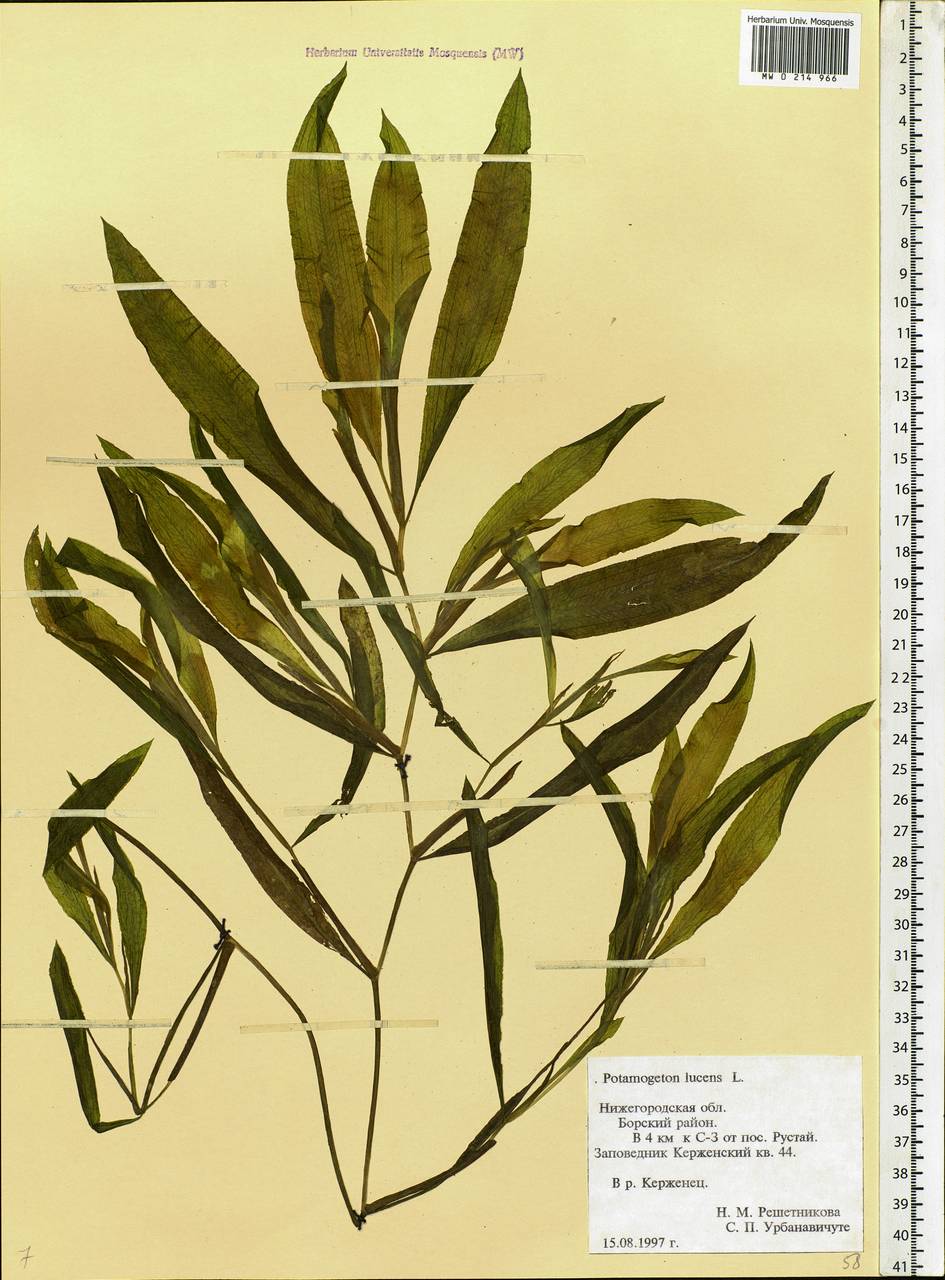 Potamogeton lucens L., Eastern Europe, Volga-Kama region (E7) (Russia)