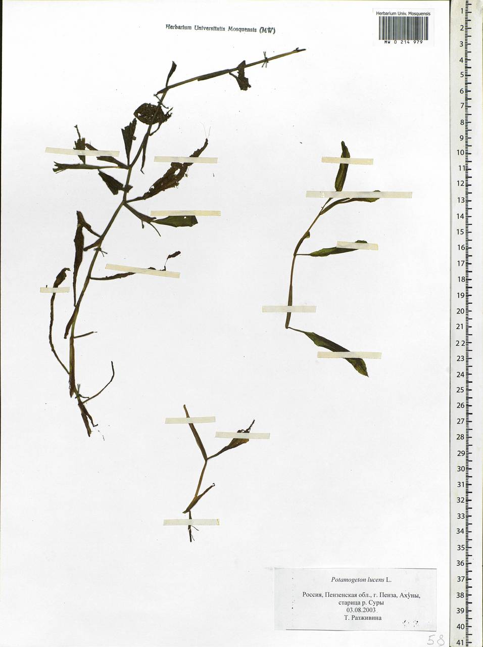 Potamogeton lucens L., Eastern Europe, Middle Volga region (E8) (Russia)