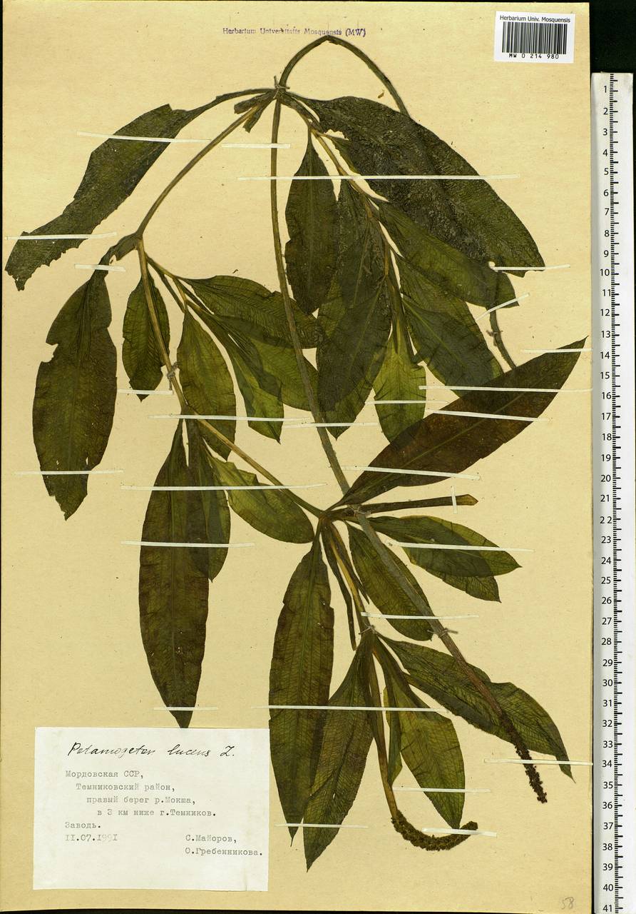 Potamogeton lucens L., Eastern Europe, Middle Volga region (E8) (Russia)