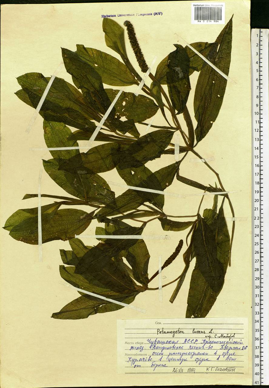 Potamogeton lucens L., Eastern Europe, Middle Volga region (E8) (Russia)