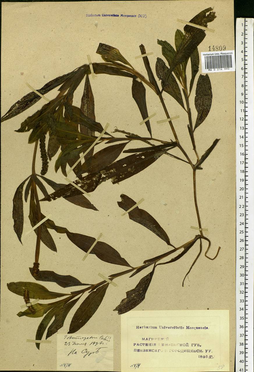 Potamogeton lucens L., Eastern Europe, Middle Volga region (E8) (Russia)