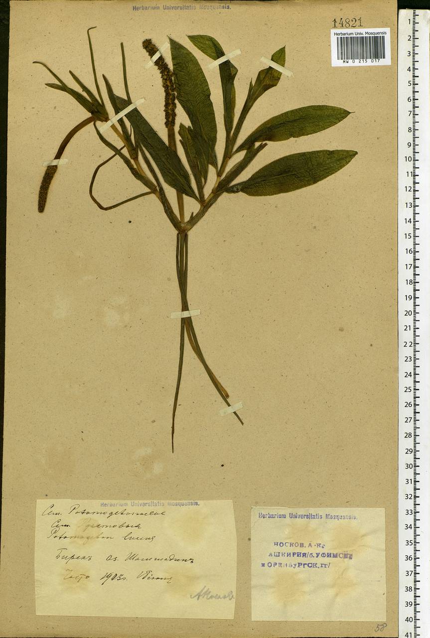 Potamogeton lucens L., Eastern Europe, Eastern region (E10) (Russia)