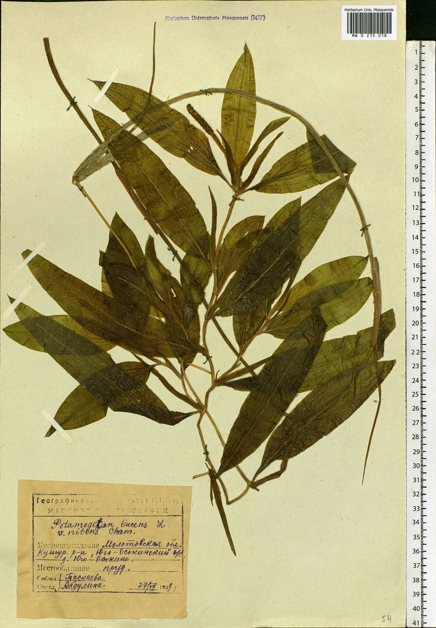 Potamogeton lucens L., Eastern Europe, Eastern region (E10) (Russia)