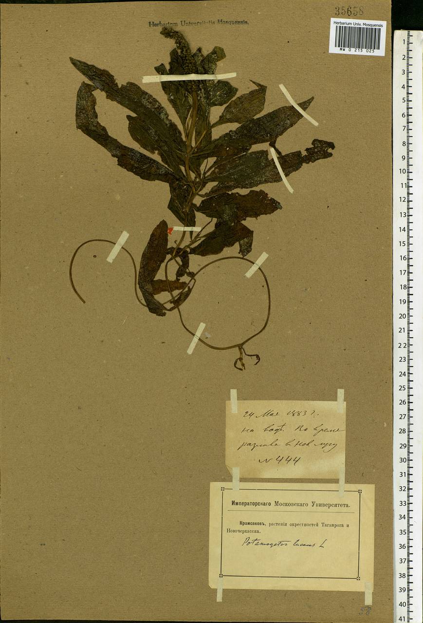 Potamogeton lucens L., Eastern Europe, Rostov Oblast (E12a) (Russia)
