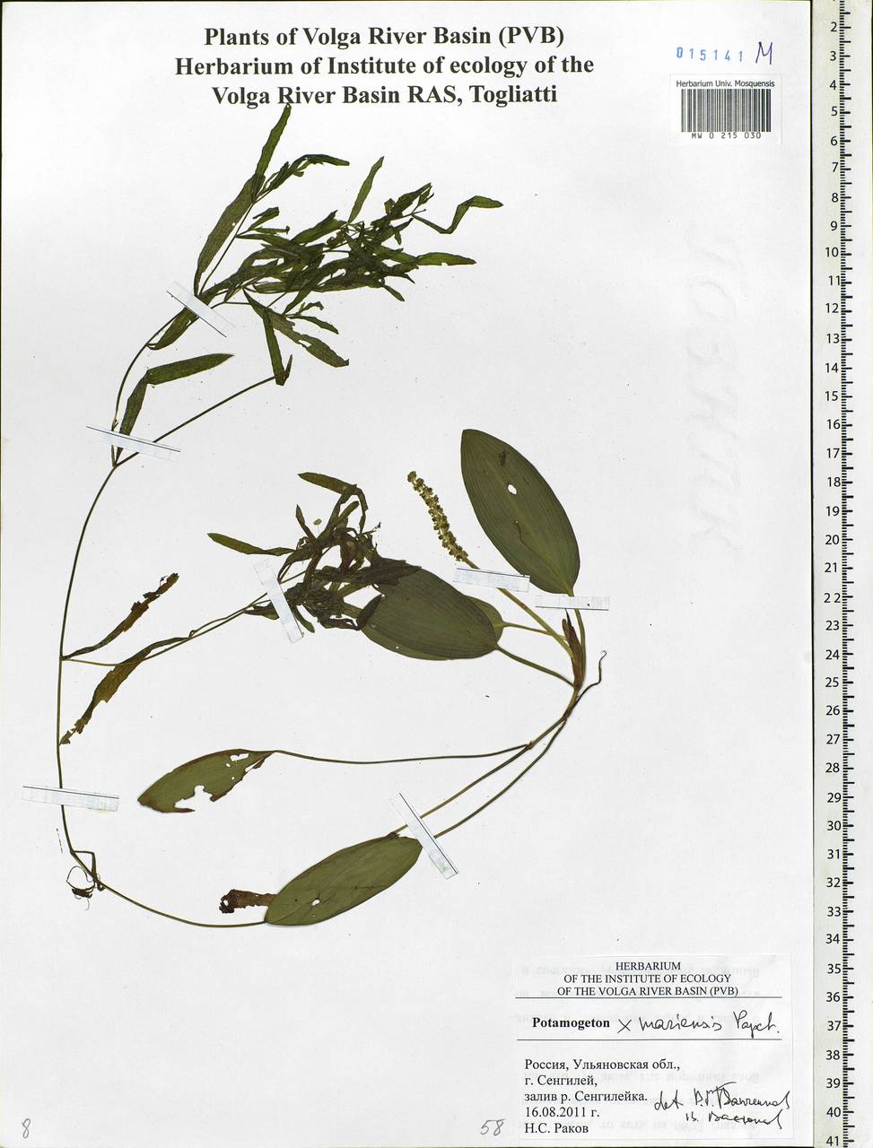 Potamogeton mariensis Papch., Eastern Europe, Middle Volga region (E8) (Russia)