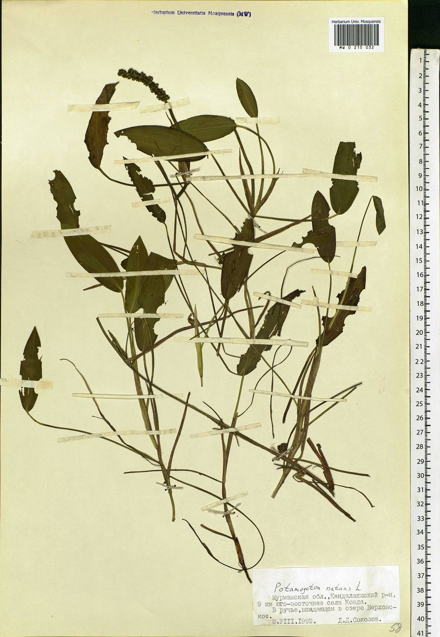 Potamogeton natans L., Eastern Europe, Northern region (E1) (Russia)