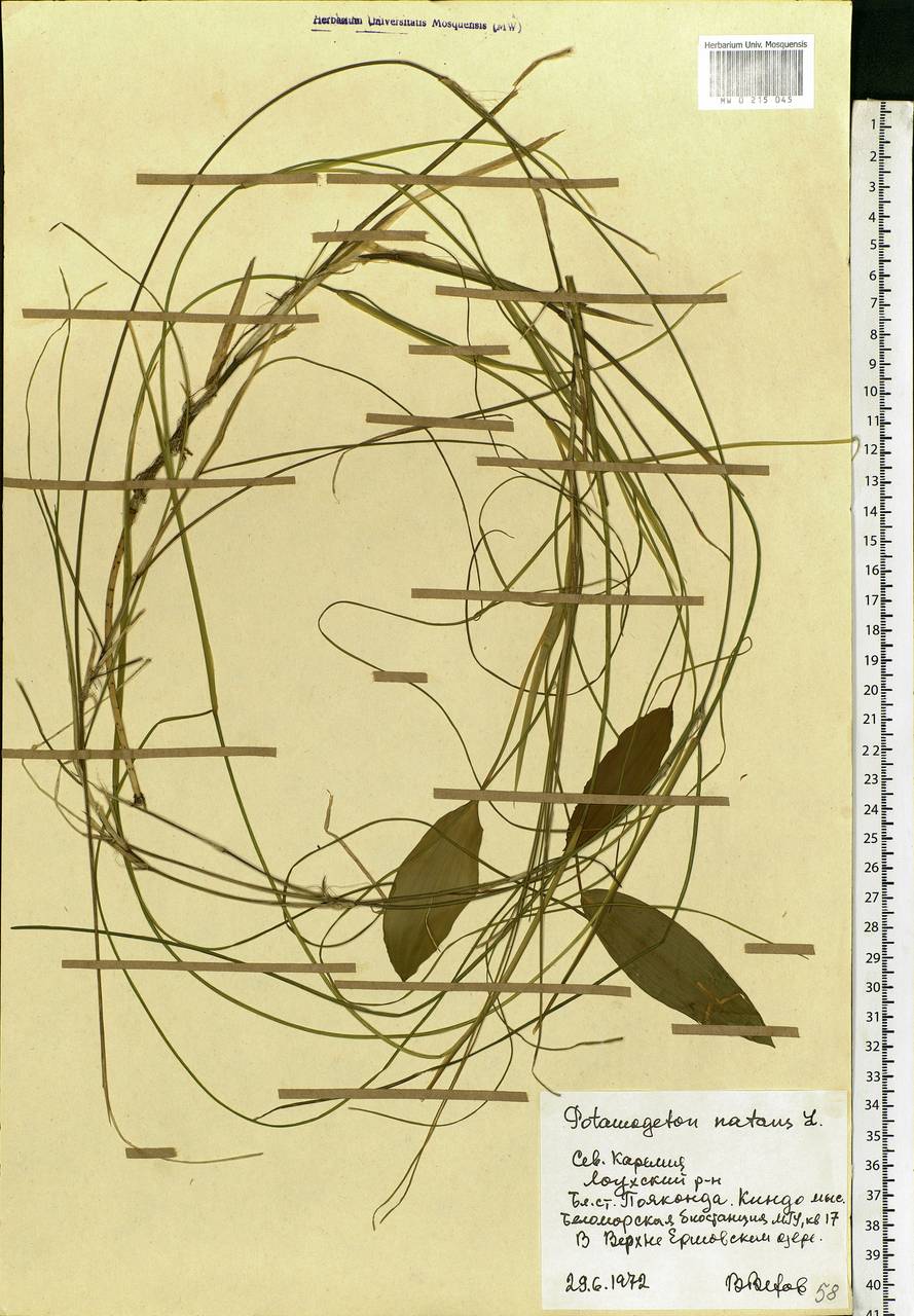 Potamogeton natans L., Eastern Europe, Northern region (E1) (Russia)