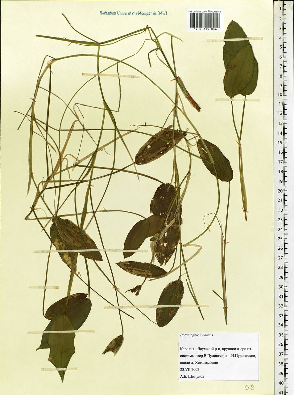 Potamogeton natans L., Eastern Europe, Northern region (E1) (Russia)