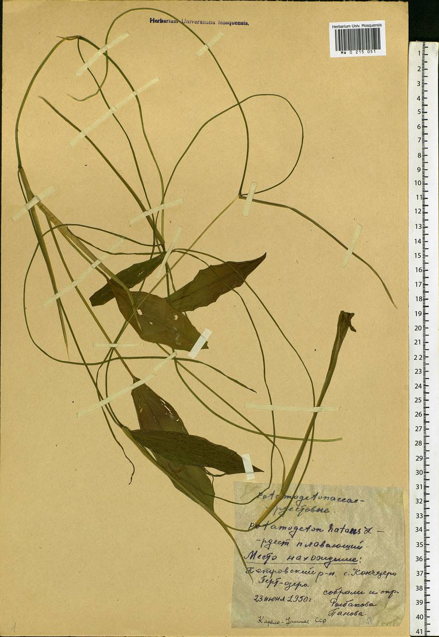 Potamogeton natans L., Eastern Europe, Northern region (E1) (Russia)