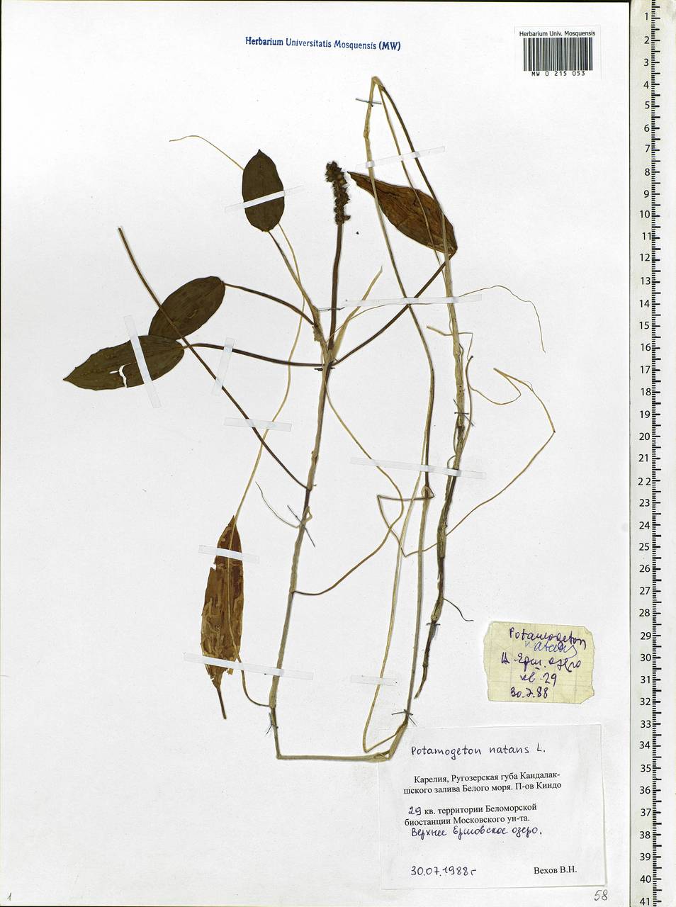 Potamogeton natans L., Eastern Europe, Northern region (E1) (Russia)